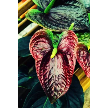 Natural Anthurium 